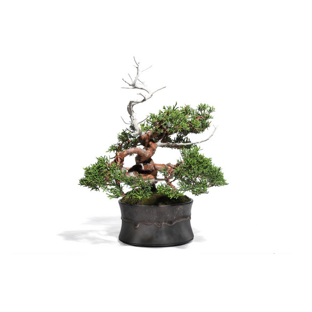 真柏 -Japanese Juniper- (推定樹齢40年)-M0013- 詳細画像